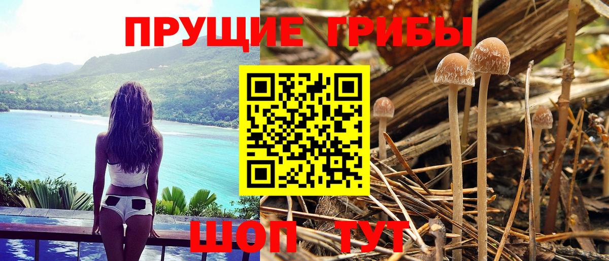 Псилоцибиновые грибы Cubensis  Псилоцибиновые грибы Cubensis  Верхняя Салда  Вход с VPN 